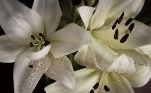 6 White lillies